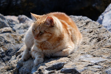 sea city t&uuml;rkiye cat boat history