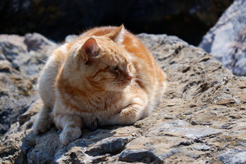 sea city t&uuml;rkiye cat boat history