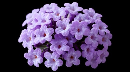 Fototapeta premium A striking lavender verbena in peak bloom, velvety floral textures, ultra-detailed macro shot, balanced natural lighting highlighting deep hues