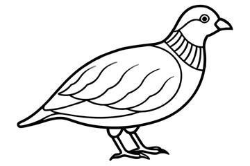 Quail Outline Illustration