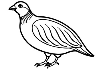 Quail Outline Illustration