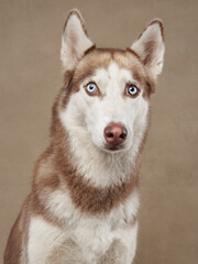 A Siberian Husky with perked ears and a curious expression looks upwards. The soft beige background contrasts with the dog's rich brown and white fur.
