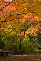 紅葉に彩られた公園