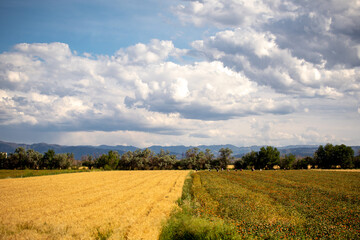 Obraz premium Wheat fields in the golden autumn in Tacheng, Xinjiang, China