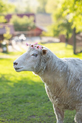 Obraz premium A cute sheep with flower wreath in green grass. Easter concept.