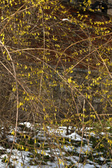Forsythia, genus of flowering plants in olive family Oleaceae on snow background