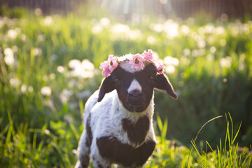 Beautiful baby lamb with flower wreath in magic light