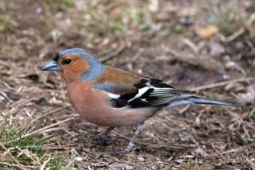 Close up of The Eurasian chaffinch (common chaffinch,   Fringilla coelebs) sitting on ground