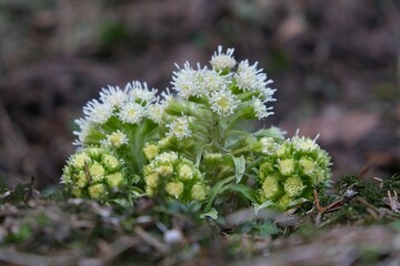 Petasites albus plants, commonly known as white butterbur growing in forest