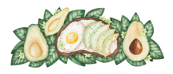 Avocado composition. Watercolor illustration. Hand painted green avocado, sliced, cut in half with brown seed, leaves, flowers. Avocado toast with boiled egg on bread, cream cheese. Isolated clip art