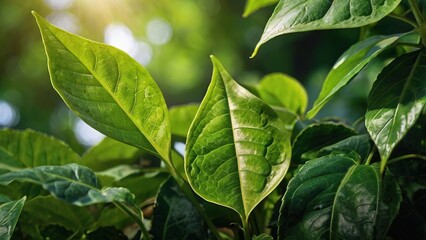 Fresh green leaves of a plant, a closeup of spring foliage showing nature's growth