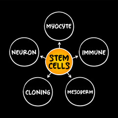 Stem cells - special human cells that are able to develop into many different cell types, medical mind map concept for presentations and reports