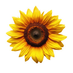 Fototapeta premium Vibrant Sunflower Close-Up on transparent background
