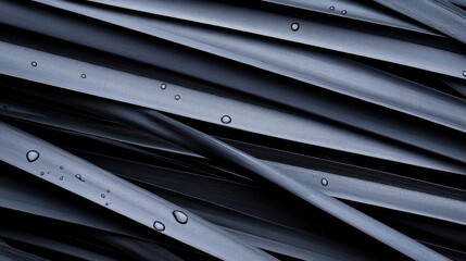 Obraz premium Close-up of dark, sleek leaves with water droplets glistening, creating a serene, natural backdrop