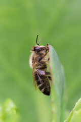 Bee on leaf