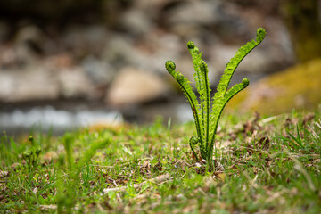 春の水辺のシダの芽生え