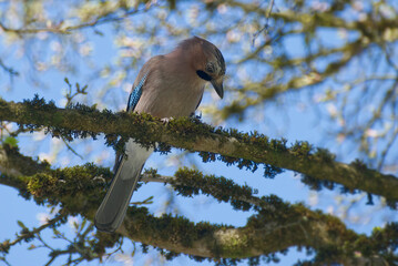 Eurasian Jay (Garrulus glandarius) perched on a tree branch in Zurich, Switzerland