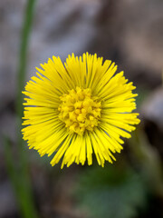 Obraz premium Tiny yellow flower