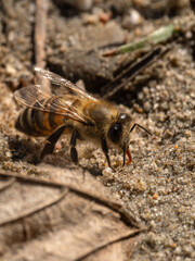Bee drinking 