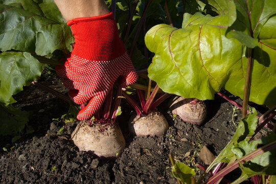 Beet harvesting. Close-up.Large, red, ripe beets growing in open ground. Farmer's hands pulling beets out of the ground.