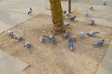 Pigeon plague in the city center; large groups of city pigeons are searching for food in the city center