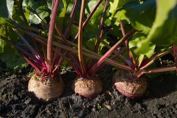 Growing beets. Close-up. Large and ripe beets growing in open ground.