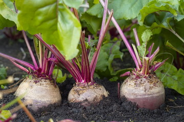 Growing beets. Close-up. Large and ripe beets growing in open ground.