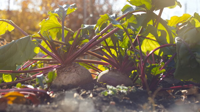 Growing beets. Сlose-up. Large, ripe beets growing in open ground under the sun. 
