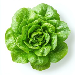 Fresh, vibrant green lettuce on white background.