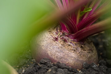 Growing beets. Close-up. Large and ripe beets growing in open ground.
