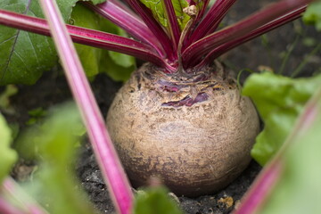 Growing beets. Close-up. Large and ripe beets growing in open ground.