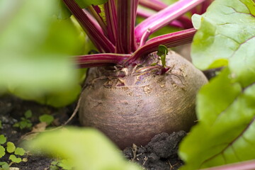 Growing beets. Close-up. Large and ripe beets growing in open ground.