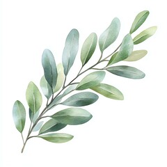 Watercolor illustration of a green leaf branch.