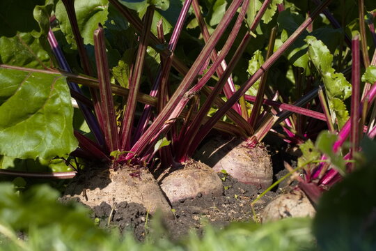 Growing beets. Close-up. Large and ripe beets growing in open ground.