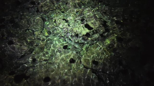 Sea urchin colony on rocks illuminated by flashlight. Dangerous black animals in shallow, crystal clear sea water next to the beach in Malinska - Krk Island, Croatia. Night swimming concept.