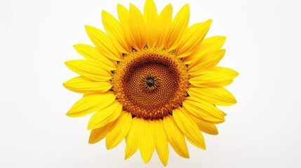 Naklejka premium bloom sunflowers white background