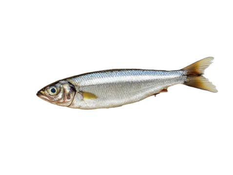 Isolated Silver Fish Seafood