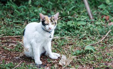 Beautiful pet cat, cute Thai cat with yellow eyes