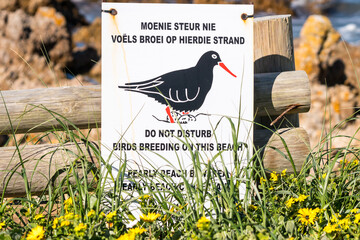 bird protection sign or signage on a beach, birds breeding ground such as African black...