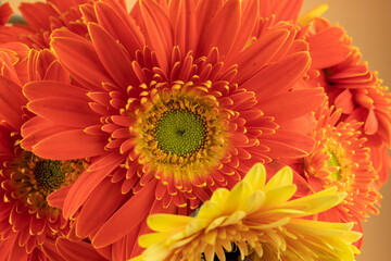Blooming sunflower flowers