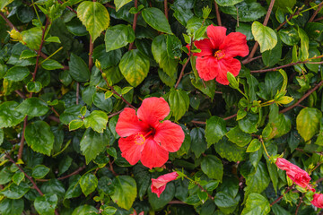Two blooming red hibiscus flowers stand out against a dense backdrop of glossy green leaves. © Hanna Tor