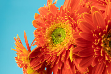 Blooming red sunflower flowers