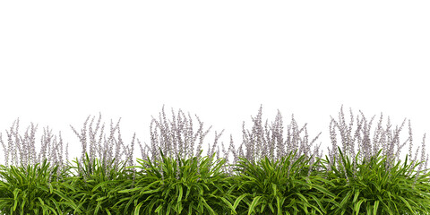 green grass isolated on white