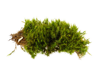 green moss isolated on white or transparent png
