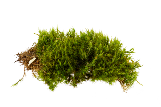 green moss isolated on white or transparent png