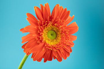 Blooming red sunflower flowers