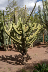 Cactuses in Crocodile Park, Aguimes, Spain