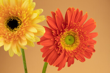 Blooming sunflower flowers