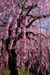 咲き乱れる日本の春の梅