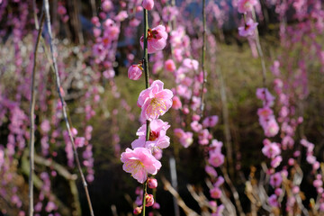 日本の春に咲く枝垂れ梅